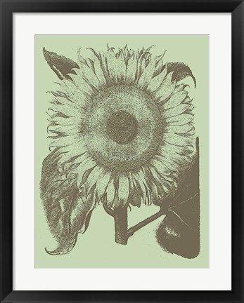 Framed Sunflower 11 Print