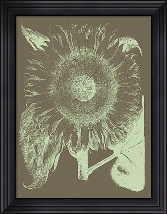 Framed Sunflower 12 Print