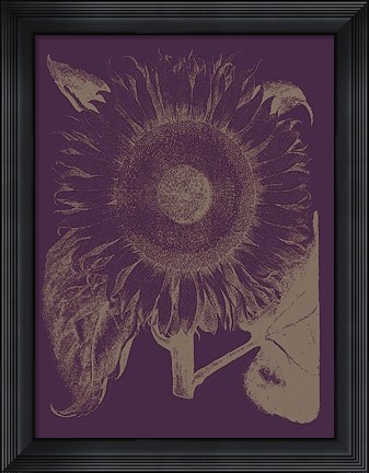 Framed Sunflower 13 Print