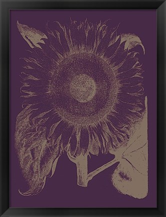 Framed Sunflower 13 Print