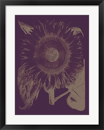 Framed Sunflower 13 Print