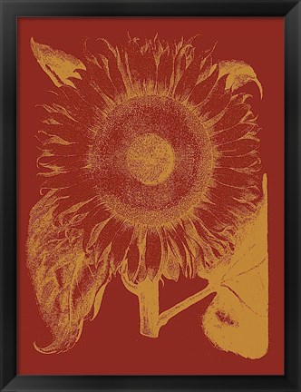 Framed Sunflower 16 Print
