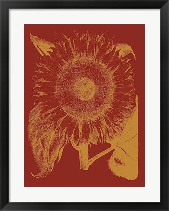 Framed Sunflower 16 Print