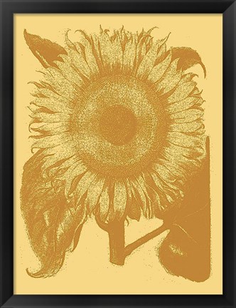 Framed Sunflower 19 Print