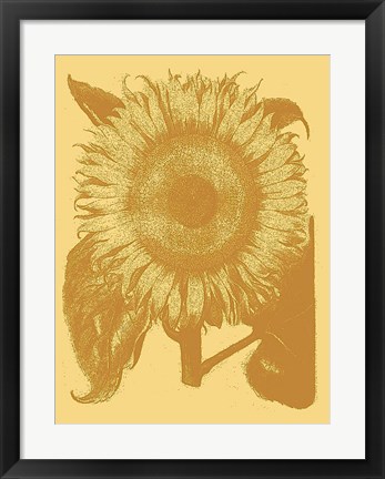 Framed Sunflower 19 Print