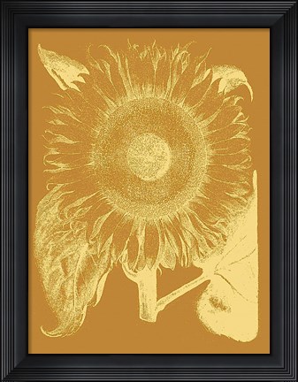 Framed Sunflower 20 Print