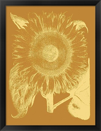 Framed Sunflower 20 Print