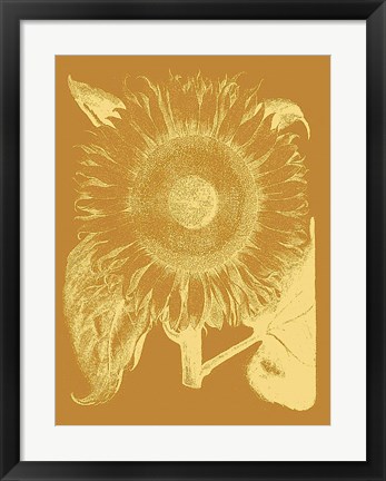 Framed Sunflower 20 Print