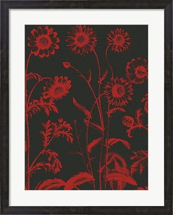 Framed Chrysanthemum 10 Print