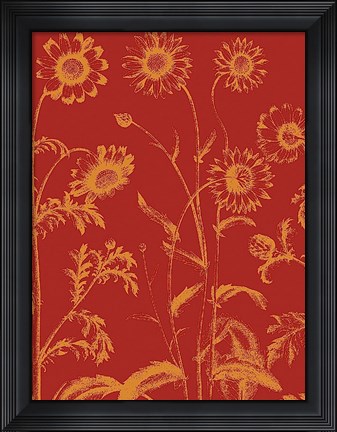 Framed Chrysanthemum 16 Print