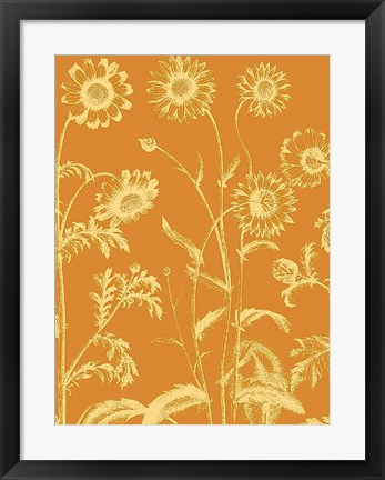 Framed Chrysanthemum 20 Print