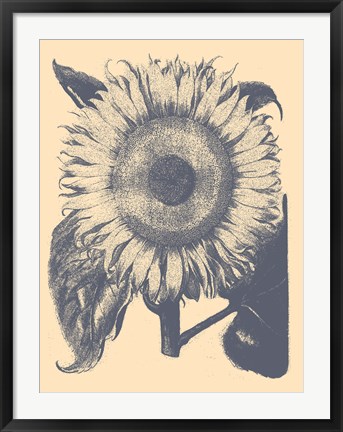 Framed Sunflower 1 Print