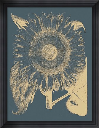 Framed Sunflower 2 Print