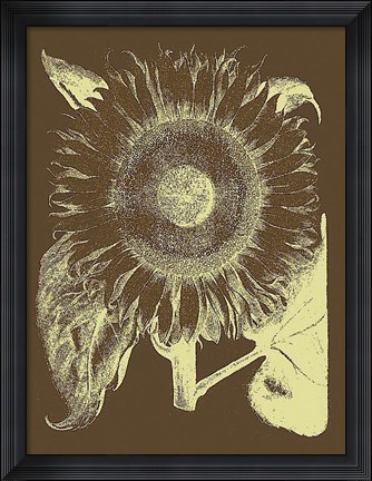 Framed Sunflower 3 Print