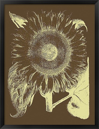 Framed Sunflower 3 Print