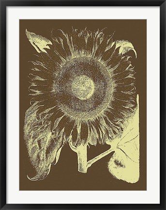 Framed Sunflower 3 Print