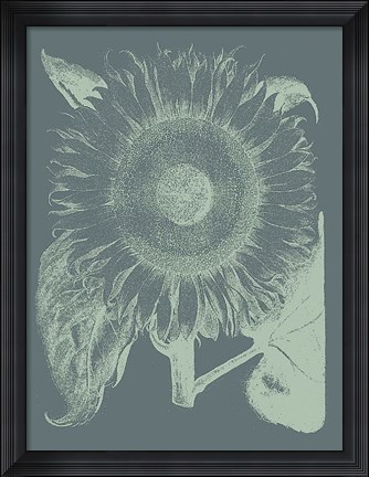 Framed Sunflower 7 Print