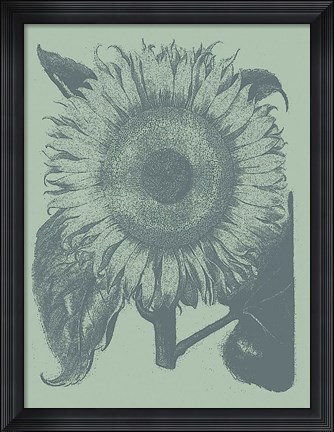 Framed Sunflower 8 Print