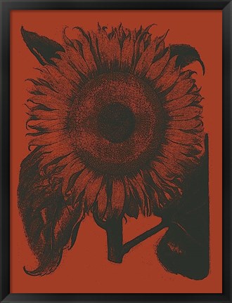 Framed Sunflower 9 Print