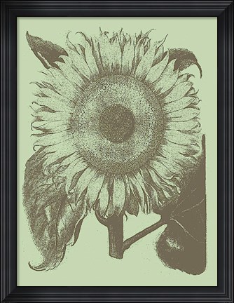 Framed Sunflower 11 Print