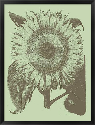 Framed Sunflower 11 Print