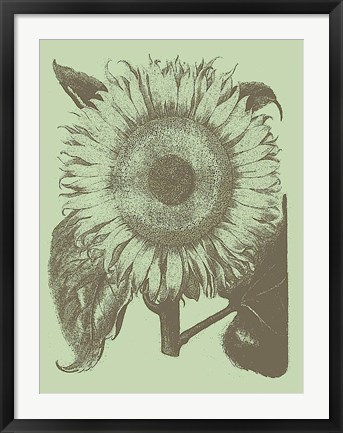 Framed Sunflower 11 Print