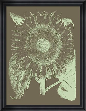 Framed Sunflower 12 Print