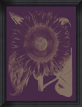 Framed Sunflower 13 Print