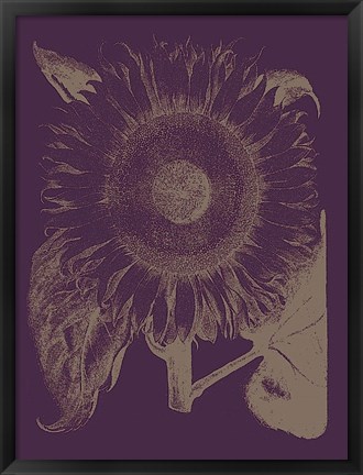 Framed Sunflower 13 Print