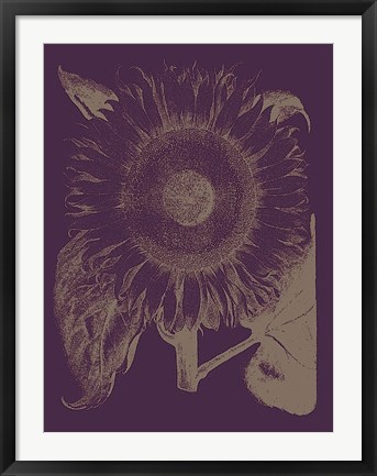 Framed Sunflower 13 Print