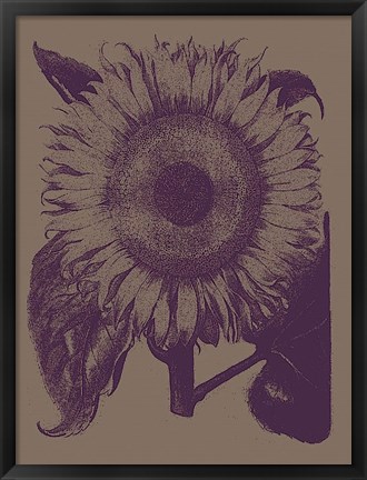 Framed Sunflower 14 Print