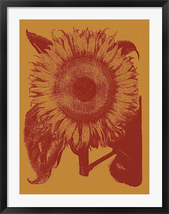 Framed Sunflower 15 Print