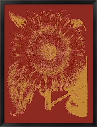 Framed Sunflower 16 Print