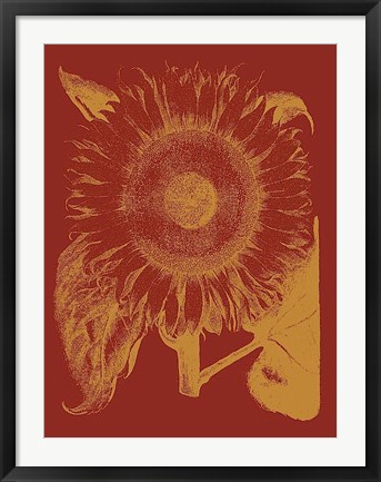 Framed Sunflower 16 Print