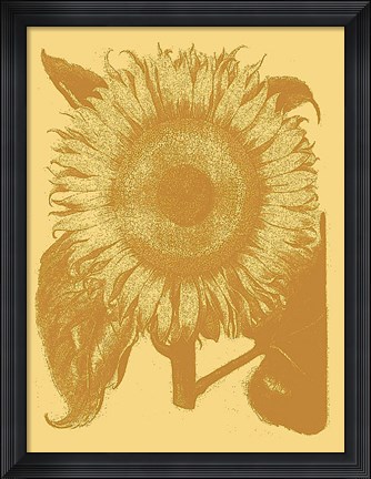 Framed Sunflower 19 Print
