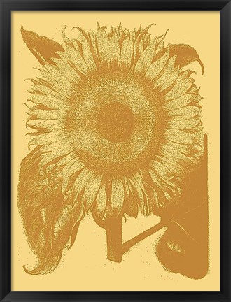 Framed Sunflower 19 Print