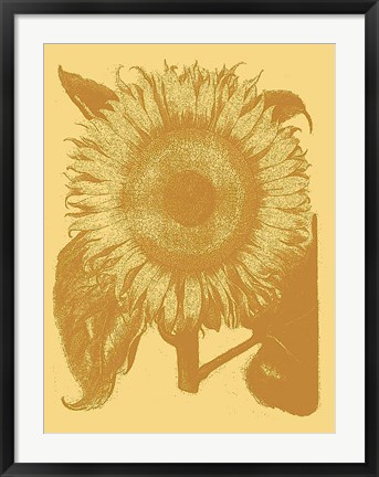 Framed Sunflower 19 Print