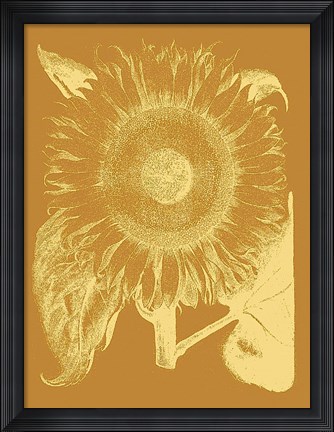 Framed Sunflower 20 Print