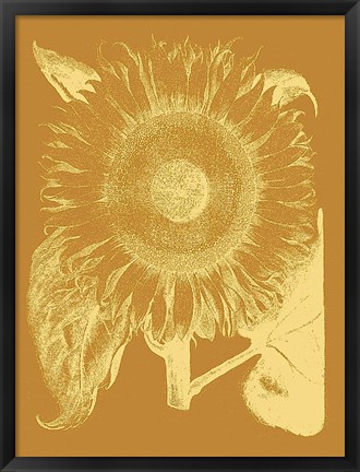 Framed Sunflower 20 Print