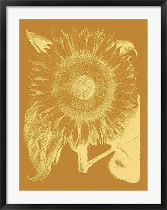 Framed Sunflower 20 Print