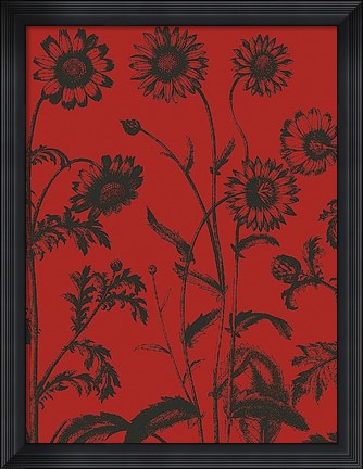 Framed Chrysanthemum 9 Print