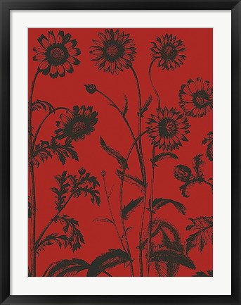 Framed Chrysanthemum 9 Print