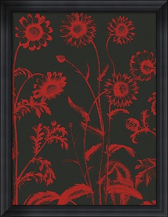 Framed Chrysanthemum 10 Print