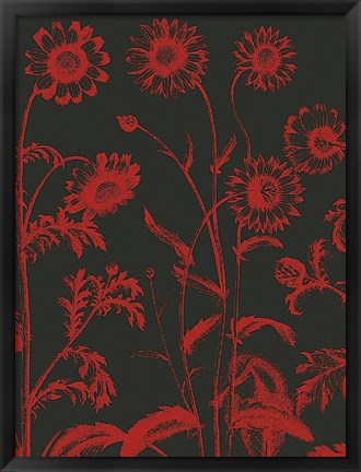 Framed Chrysanthemum 10 Print