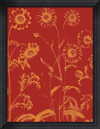 Framed Chrysanthemum 16 Print