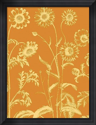 Framed Chrysanthemum 20 Print