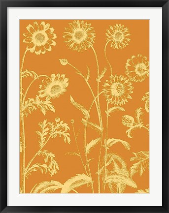 Framed Chrysanthemum 20 Print