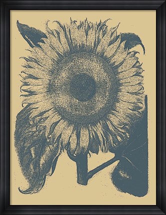 Framed Sunflower 1 Print