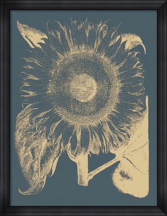 Framed Sunflower 2 Print