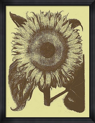Framed Sunflower 4 Print
